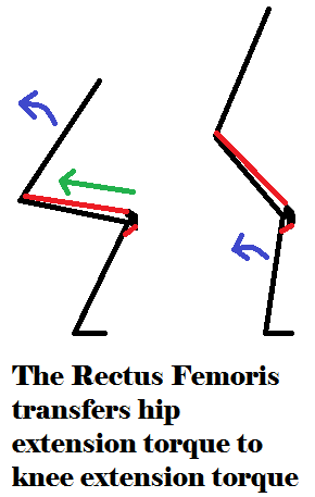 Lombard Rectus Femoris