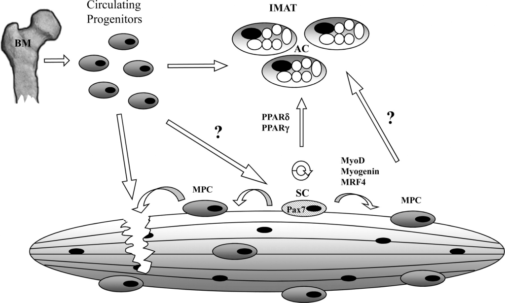 Satellite cells can be used both to repair muscle, or add to IMAT. From Vettor (2009)