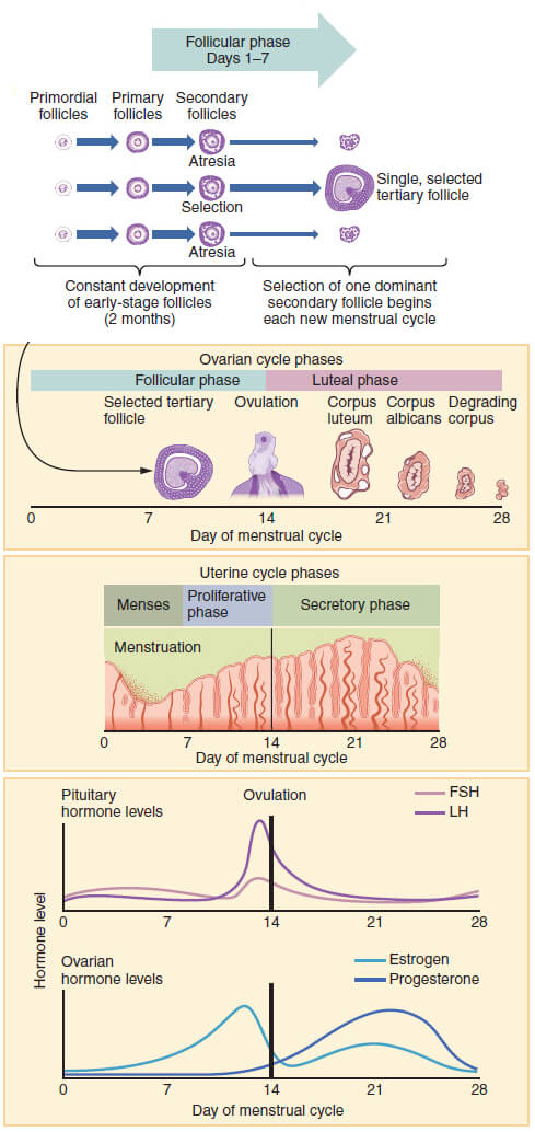Wikimedia chart shows menstrual cycle phases and hormone levels.
