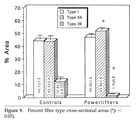 Similar proportions of Type I and Type II (IIa and IIb combined) fibers in pretty strong powerlifters and untrained controls. From Fry et. Al, 2003.