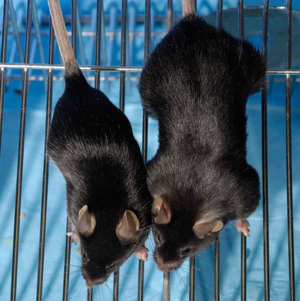 The mouse on the right has almost twice as much muscle as the mouse on the left due to a myostatin deficiency, but is barely any stronger (and is much weaker relative to bodyweight).