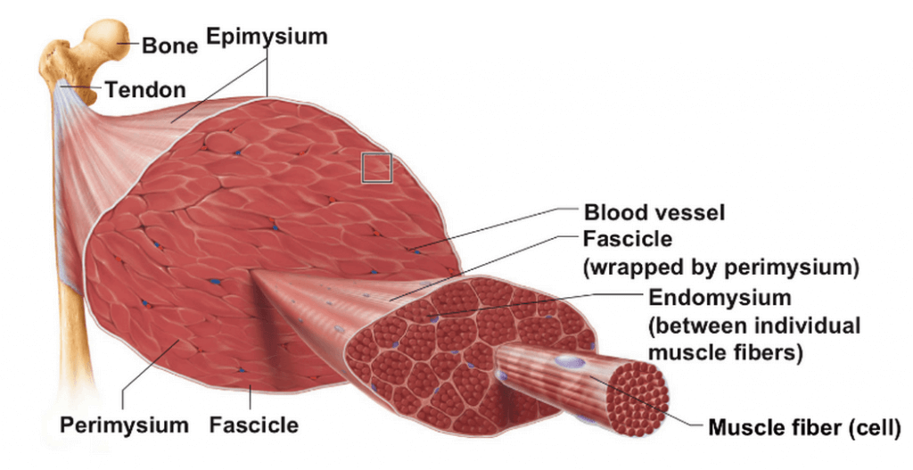 Anatomy of a muscle-tendon unit