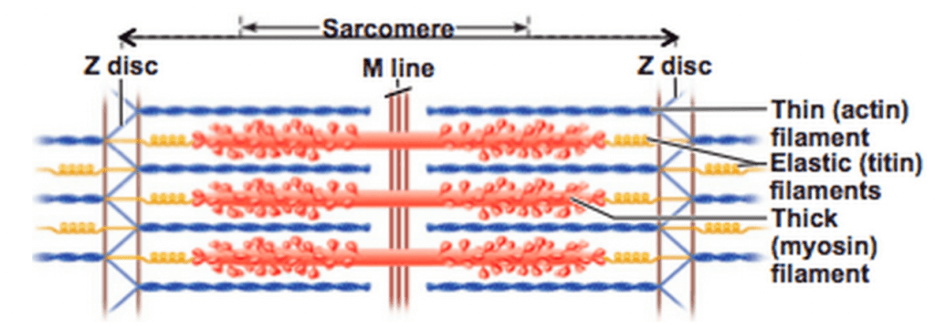 Diagram of a sarcomere