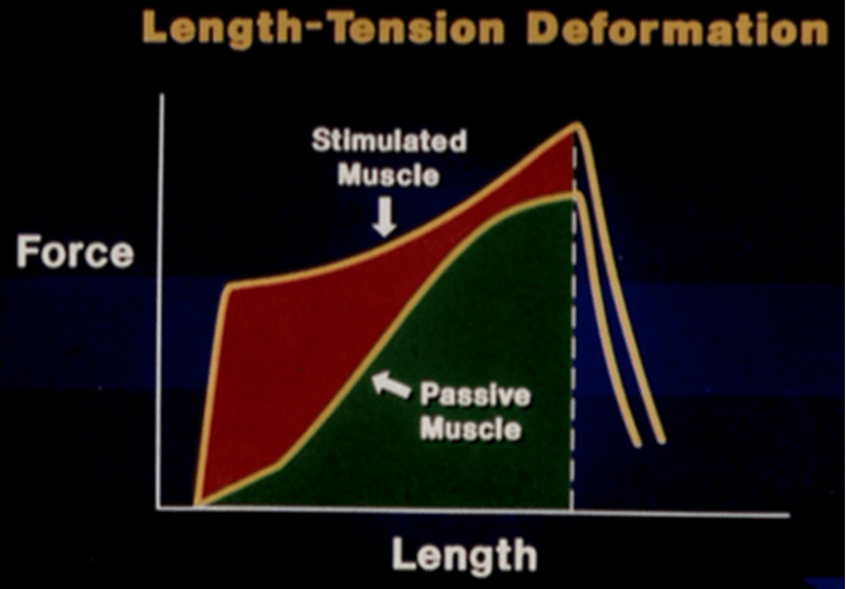 Stress-strain curve for stimulated vs. passive muscle