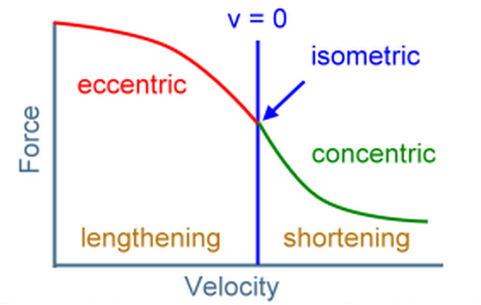  Force-velocity curve of a muscle