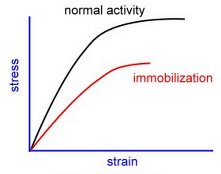 Effect of immobilization on muscle stress-strain behavior 