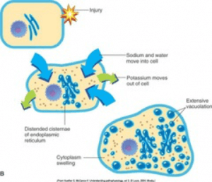 Cell swelling