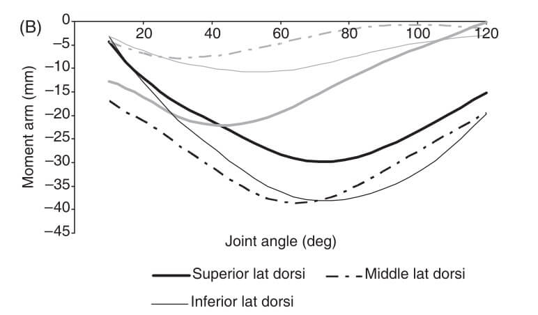 From Ackland, 2008. The gray lines are the flexor/extensor moment arms (negative is extension, positive is flexion), and black lines are abduction/adduction moment arms.