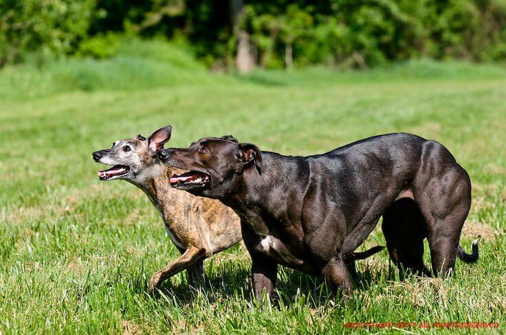 These two dogs are the same breed, but one doesn't have any working copies of the myostatin gene. There are only two confirmed cases of this in humans, and both are still young (early adolescents), and the parents of one have kept his identity a secret. It'll be interesting to see where they wind up when they're older.