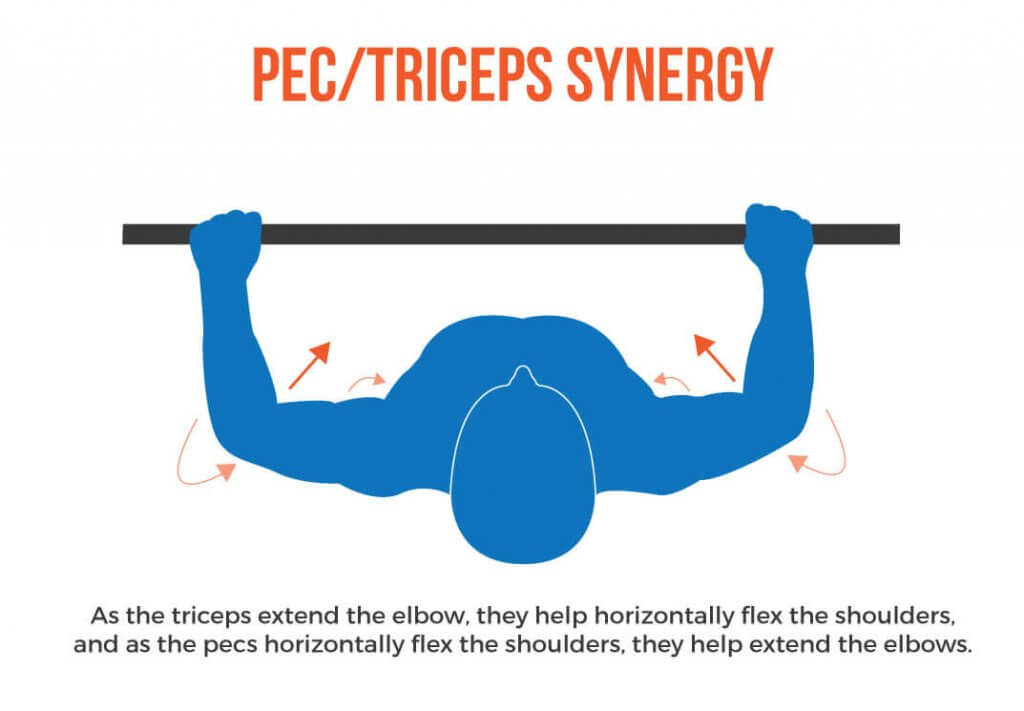 Pec/Triceps synergy How to Bench