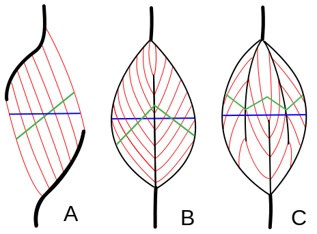 Physiological cross-sectional area (the green line) is the cross-sectional area of the muscle perpendicular to the muscle fibers themselves, and the anatomical cross-sectional area (blue line) is the cross-sectional area of the muscle itself at its thickest point. Muscle volume is exactly what is sounds like – the volume of the muscle.