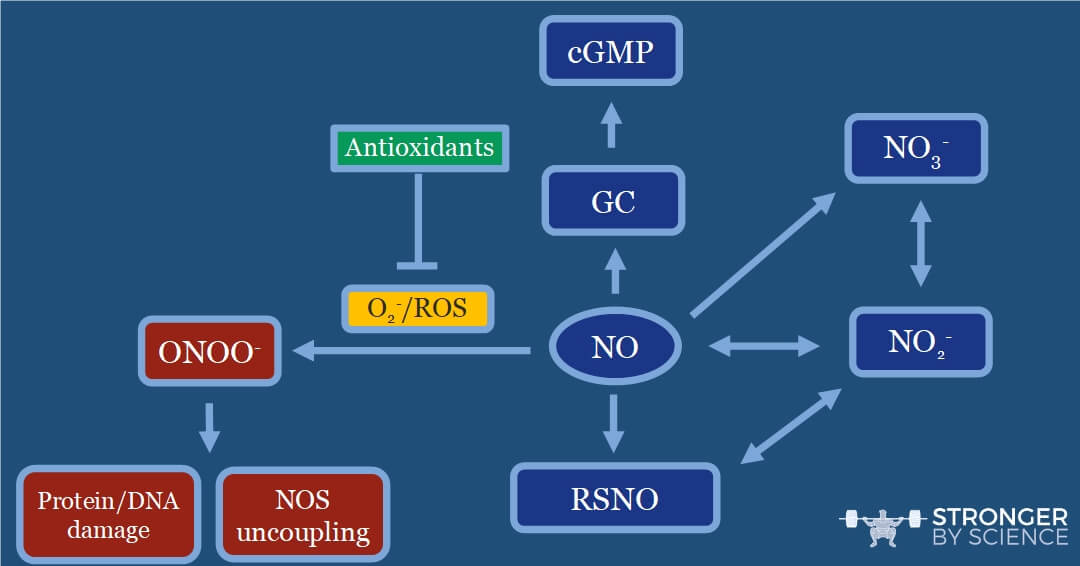 Once nitric oxide (NO) is formed, it will rapidly be guided toward one of these paths