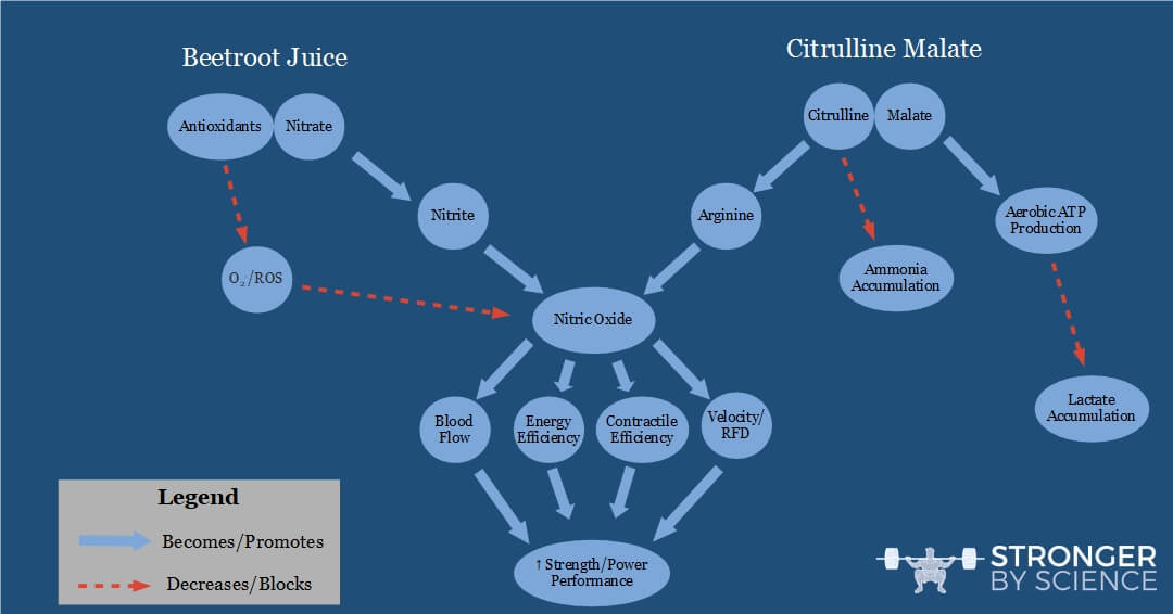 Pathways of nitric oxide formation