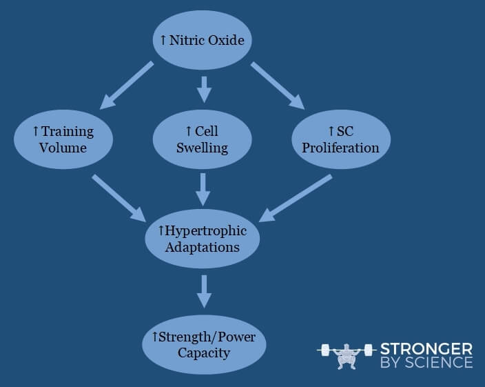 Theoretical model linking nitric oxide precursor supplementation to hypertrophy and long-term training adaptations.