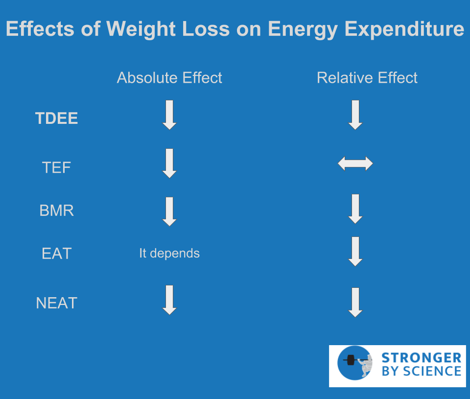 effects of weight loss on energy expenditure – metabolic adaptation