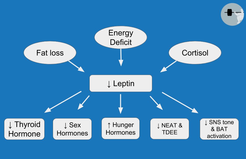 Leptin role in metabolic adaptation