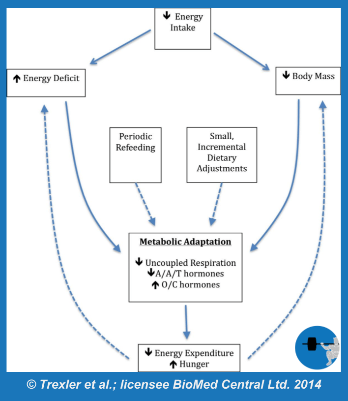 A basic theoretical model of metabolic adaptation