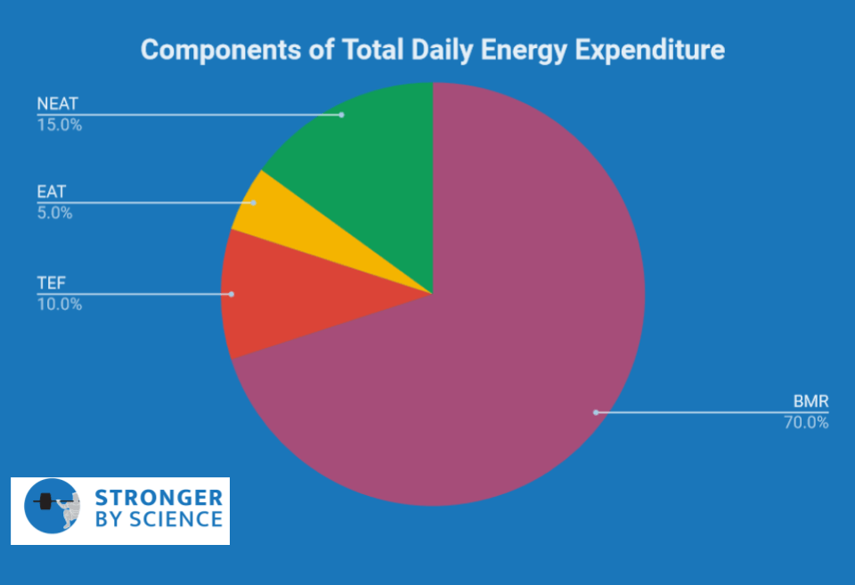 components of total daily energy expenditure – metabolic adaptation