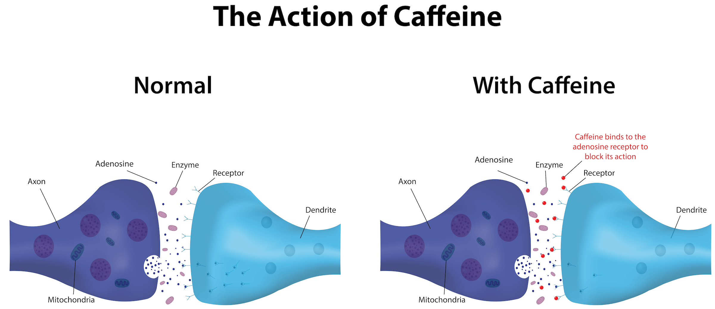 action of caffeine