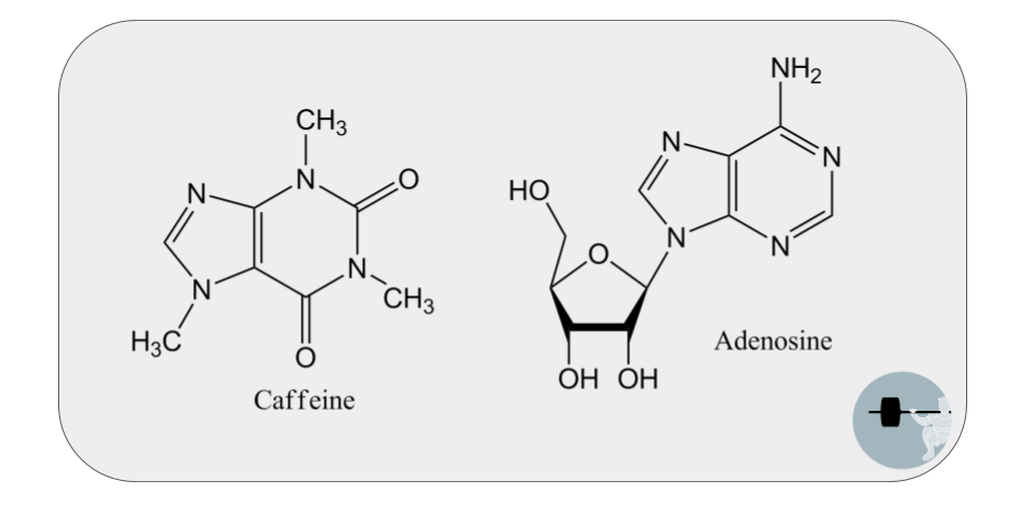 chemical structure of caffeine is quite similar to adenosine