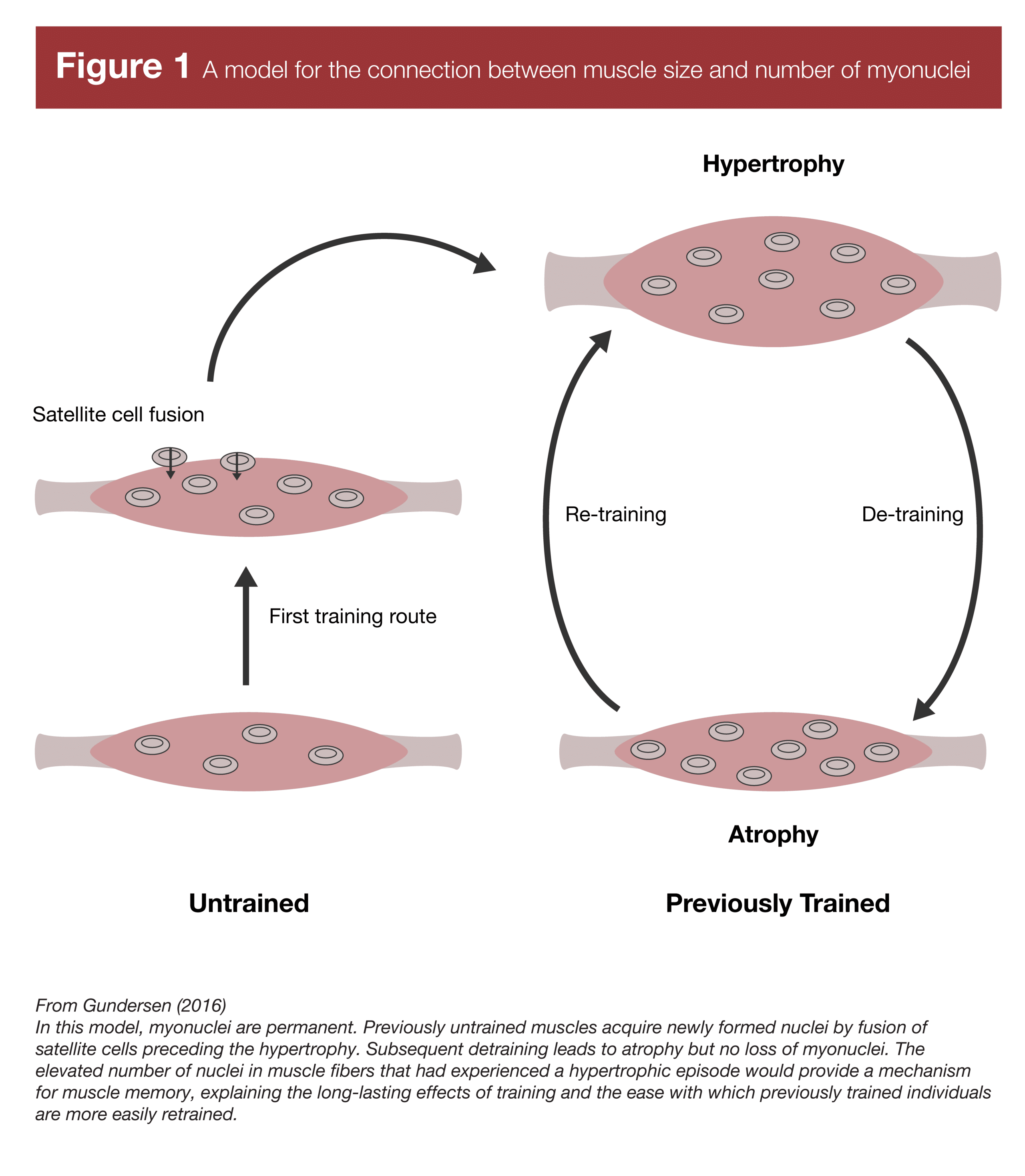 A model for the connection between muscle size and number of myonuclei