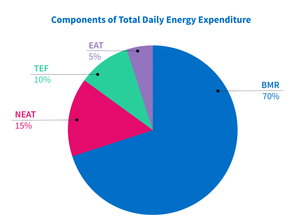 components of total daily energy expenditure pie chart